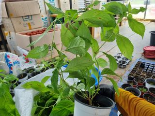 행복한나무농장님의 작성글 사진