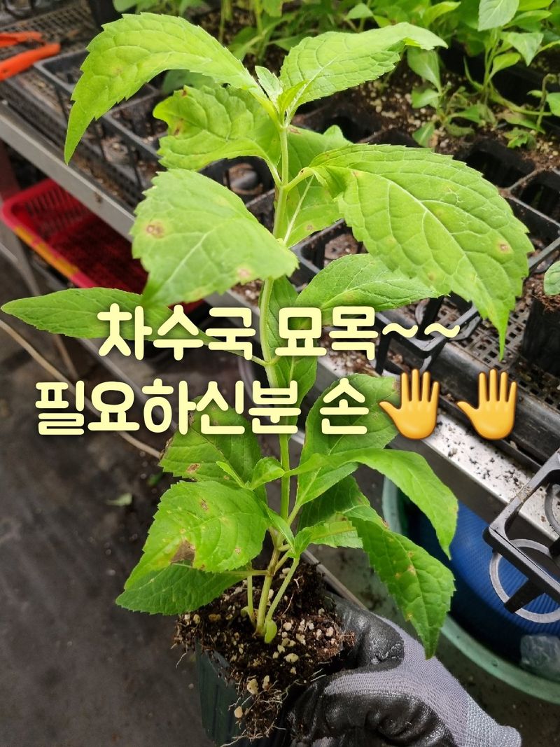 행복한나무농장님의 장터 판매 상품 [(예약중)토종차수국 2년생 봄출하 주문받습니다.] 첨부 사진