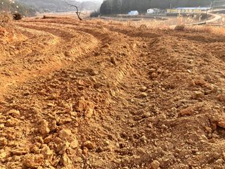 정루미님의 두릅 · 일상 작성글 사진