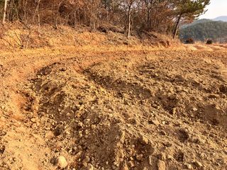 정루미님의 두릅 · 일상 작성글 사진