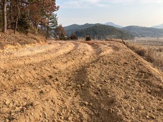 정루미님의 두릅 · 일상 작성글 사진