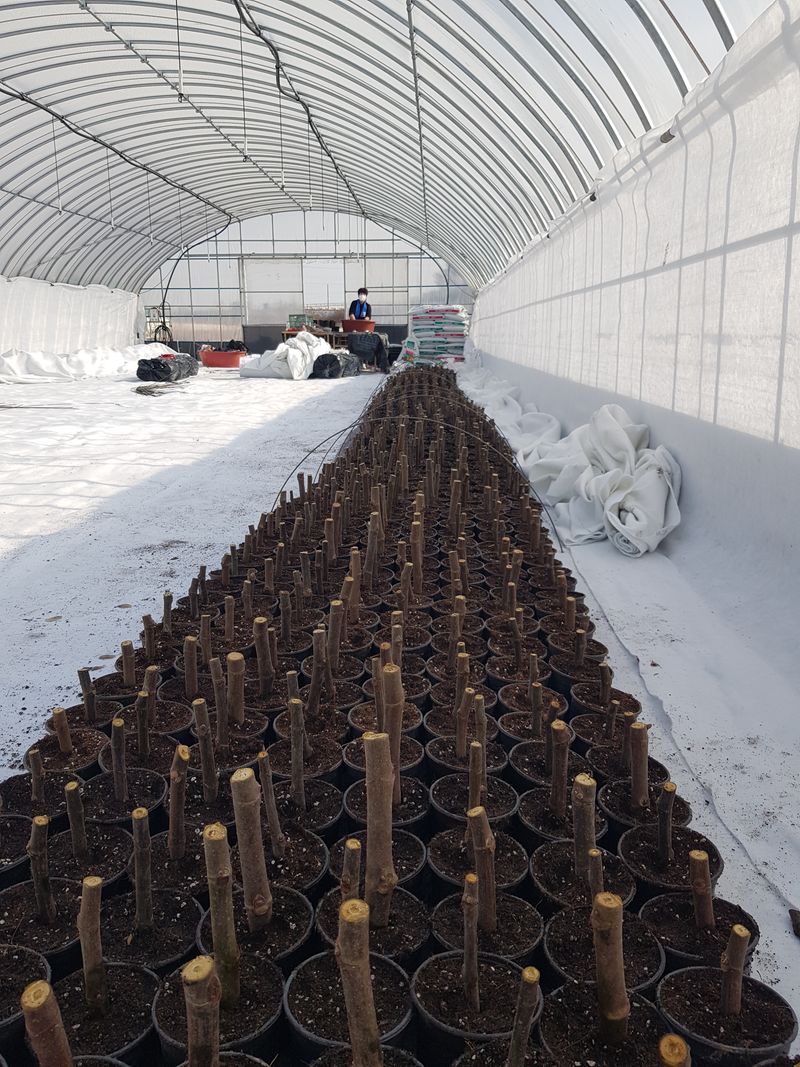 오왕건님의 장터 판매 상품 [무화과 묘목[판매완료]]] 첨부 사진