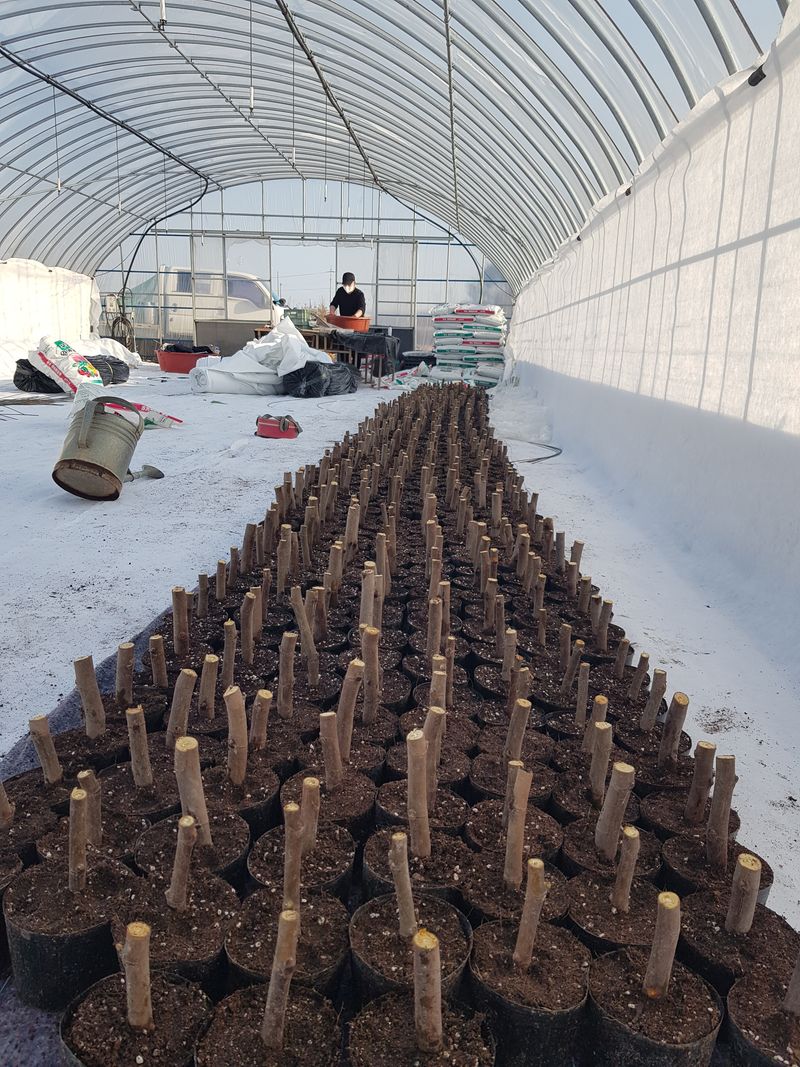 장터 상품 [무화과 묘목[판매완료]]] 썸네일