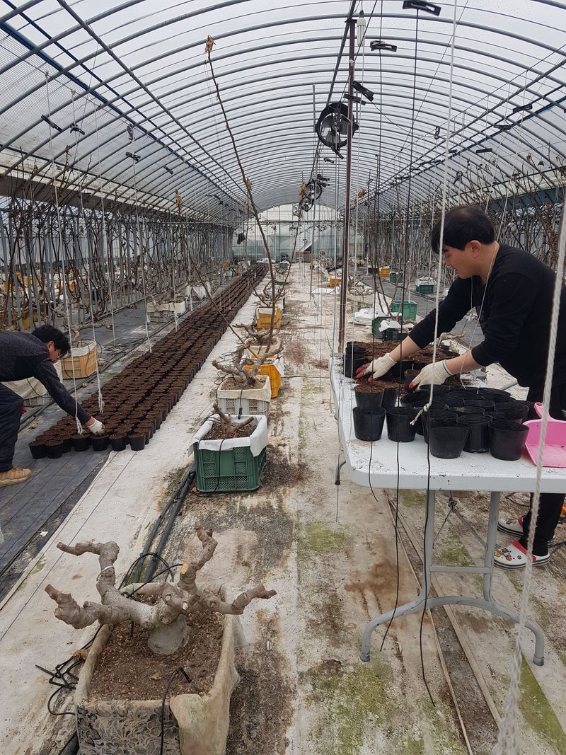 오왕건님의 장터 판매 상품 [무화과 묘목[판매완료]]] 첨부 사진