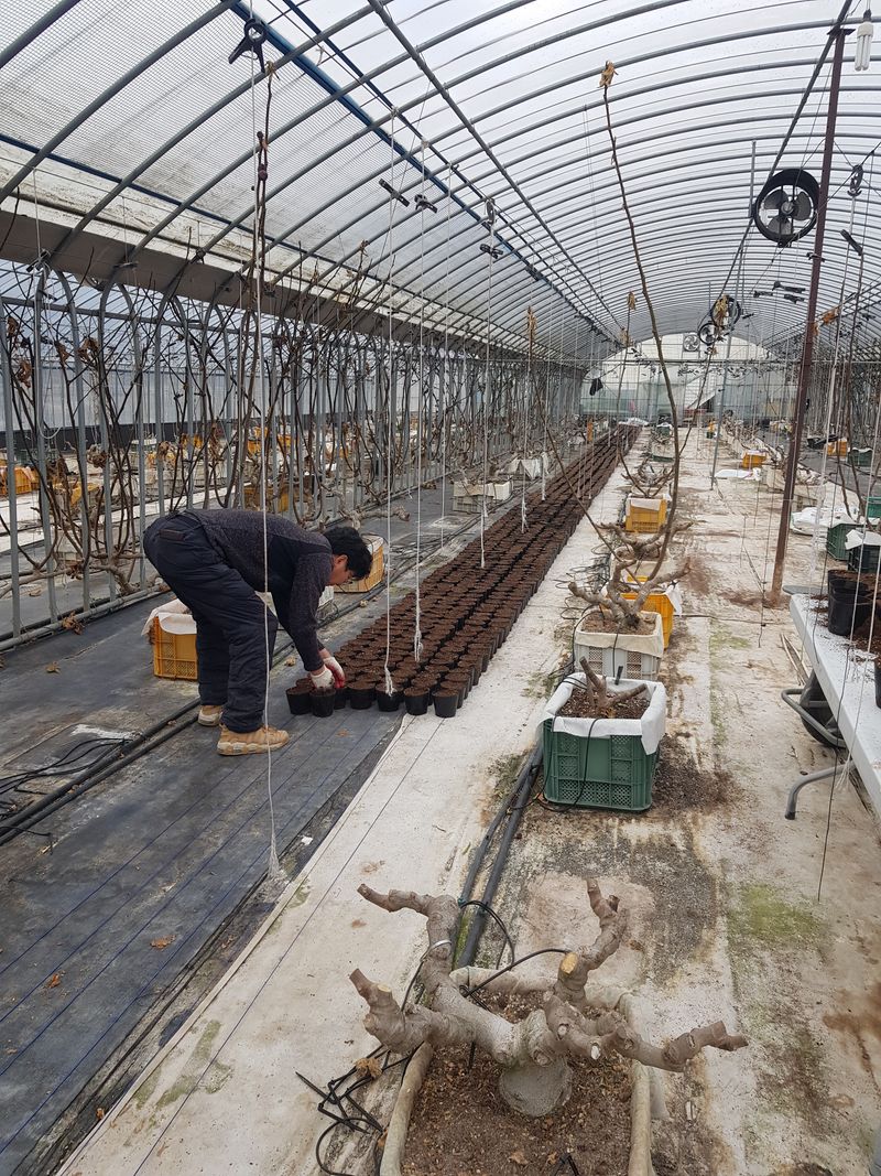 오왕건님의 장터 판매 상품 [무화과 묘목[판매완료]]] 첨부 사진