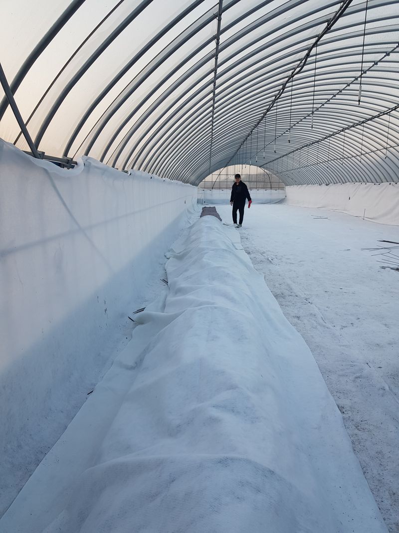 오왕건님의 장터 판매 상품 [무화과 묘목[판매완료]]] 첨부 사진