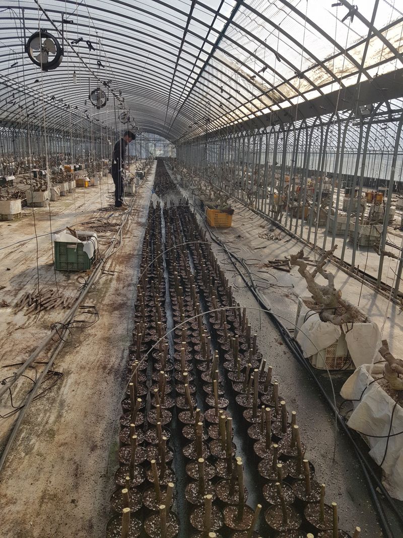 오왕건님의 장터 판매 상품 [무화과 묘목[판매완료]]] 첨부 사진