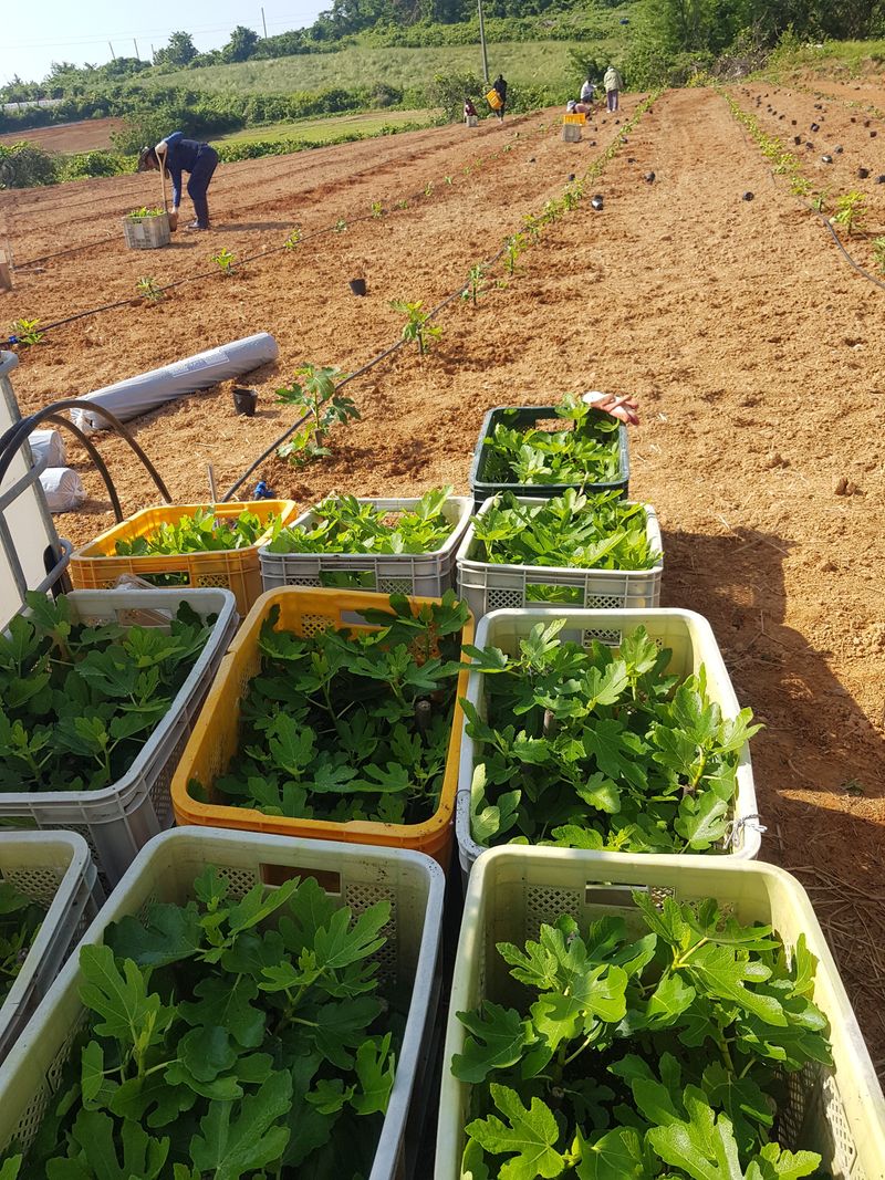 오아성님의 장터 판매 상품 [무화과 묘목 (3주단위)] 첨부 사진