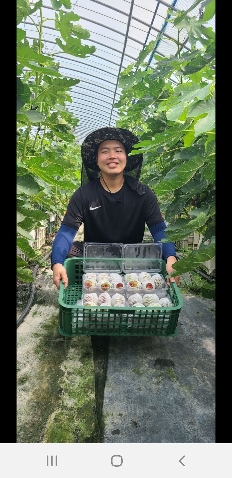 오아성님의 장터 판매 상품 [무화과 묘목 (3주단위)] 첨부 사진