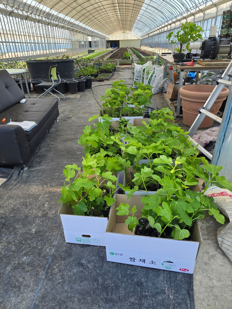 오아성님의 장터 판매 상품 [무화과 묘목 (3주단위)] 첨부 사진