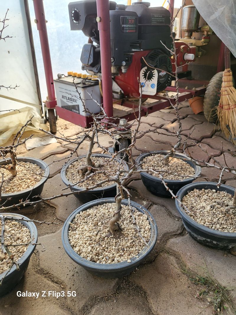 장터 상품 [겹장수매 부재분] 썸네일