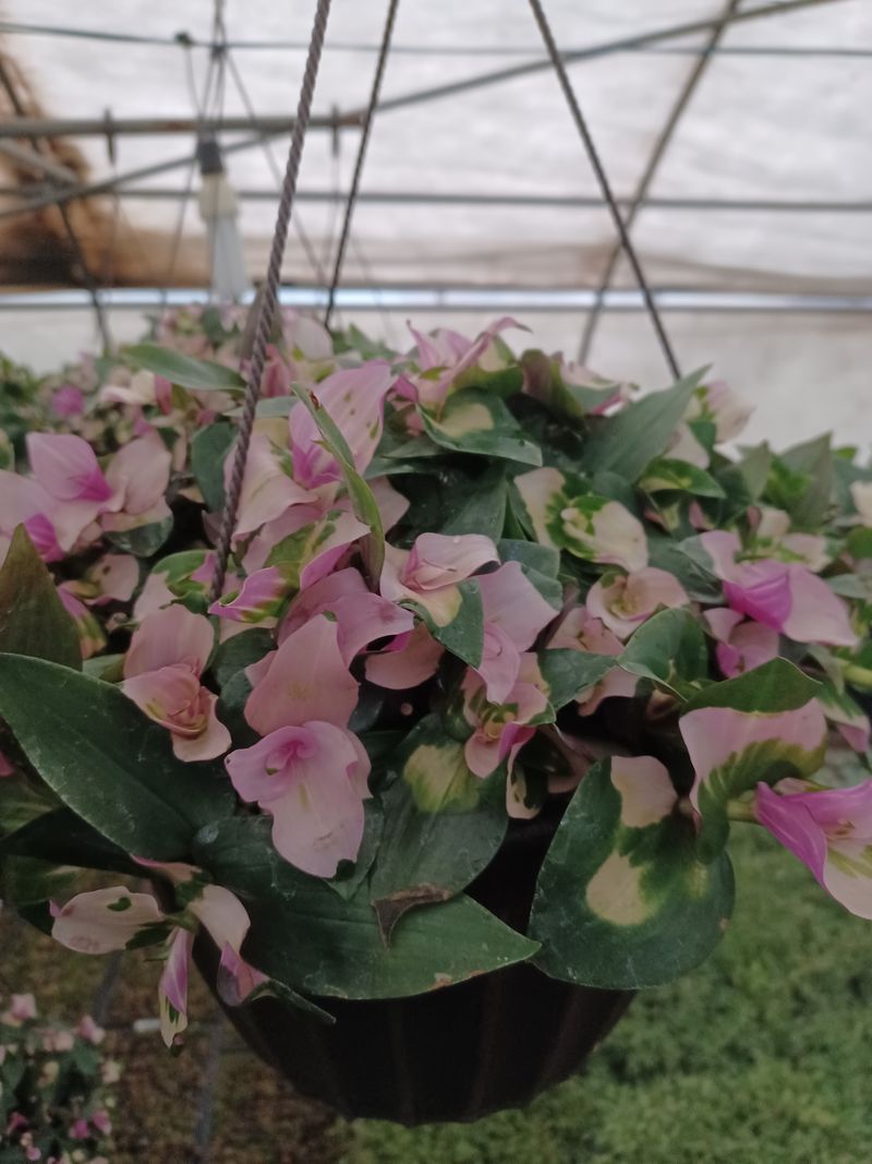 팜모닝회원 김순달 님의 장터 판매 상품 [다육이 500g] 첨부 사진