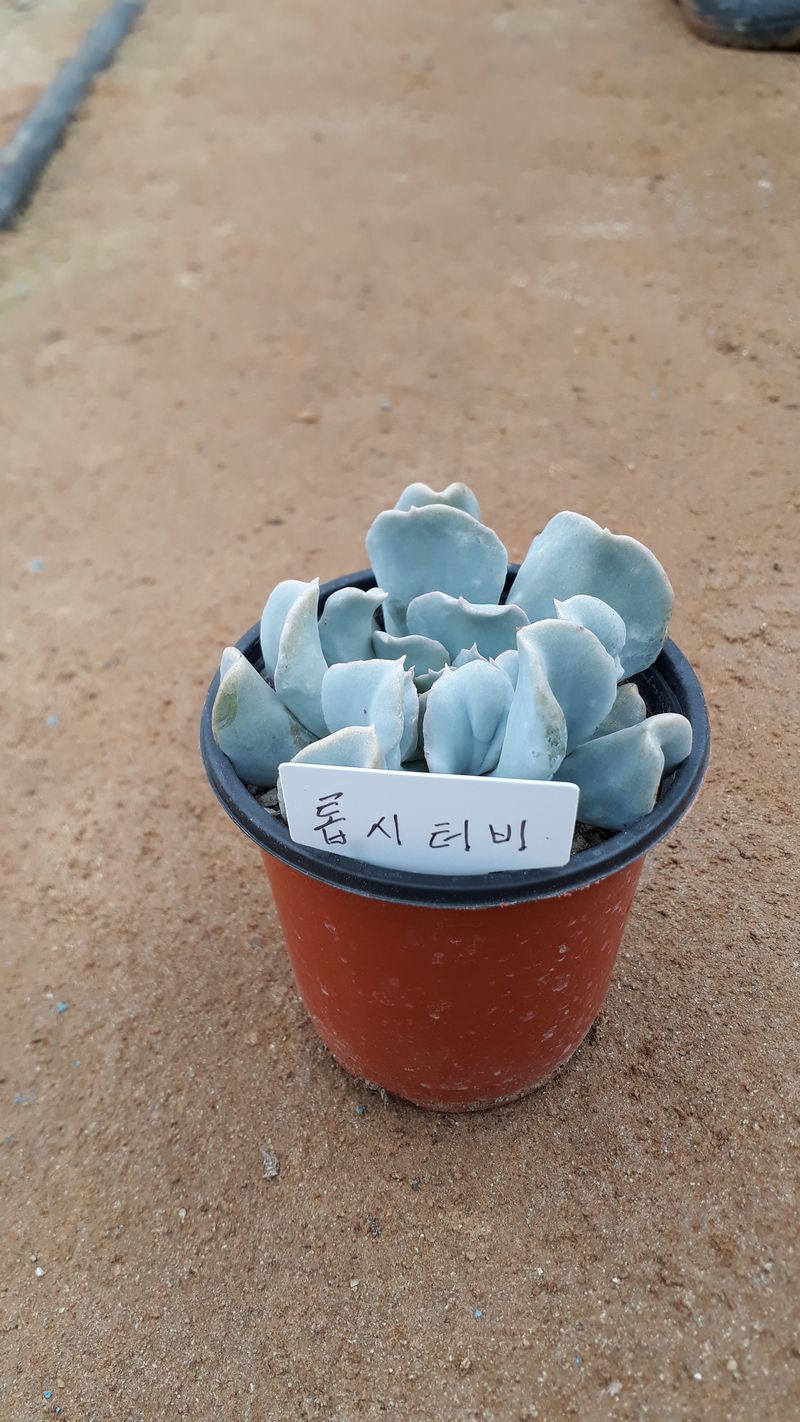 팜모닝회원 김순달 님의 장터 판매 상품 [다육이 500g] 첨부 사진