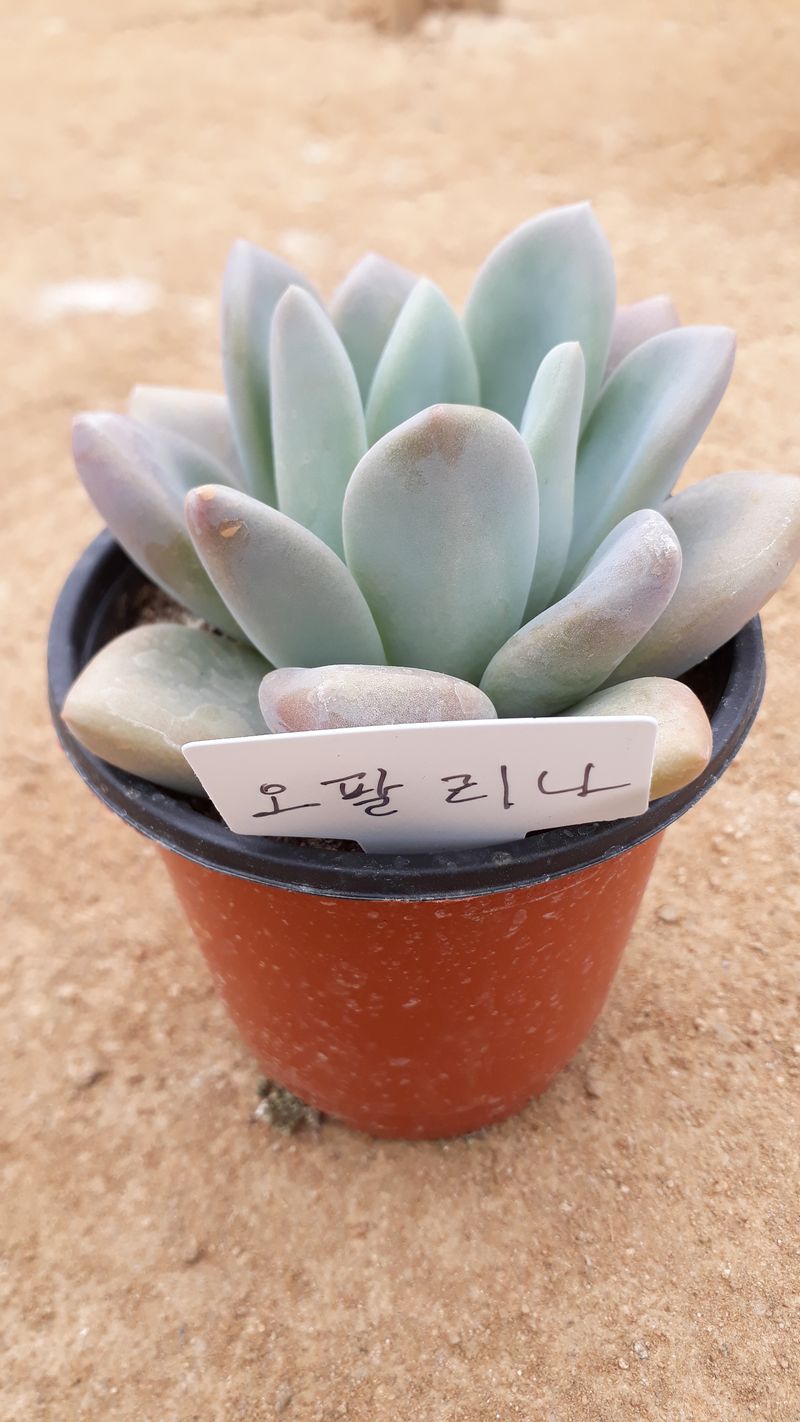 팜모닝회원 김순달 님의 장터 판매 상품 [다육이 500g] 첨부 사진