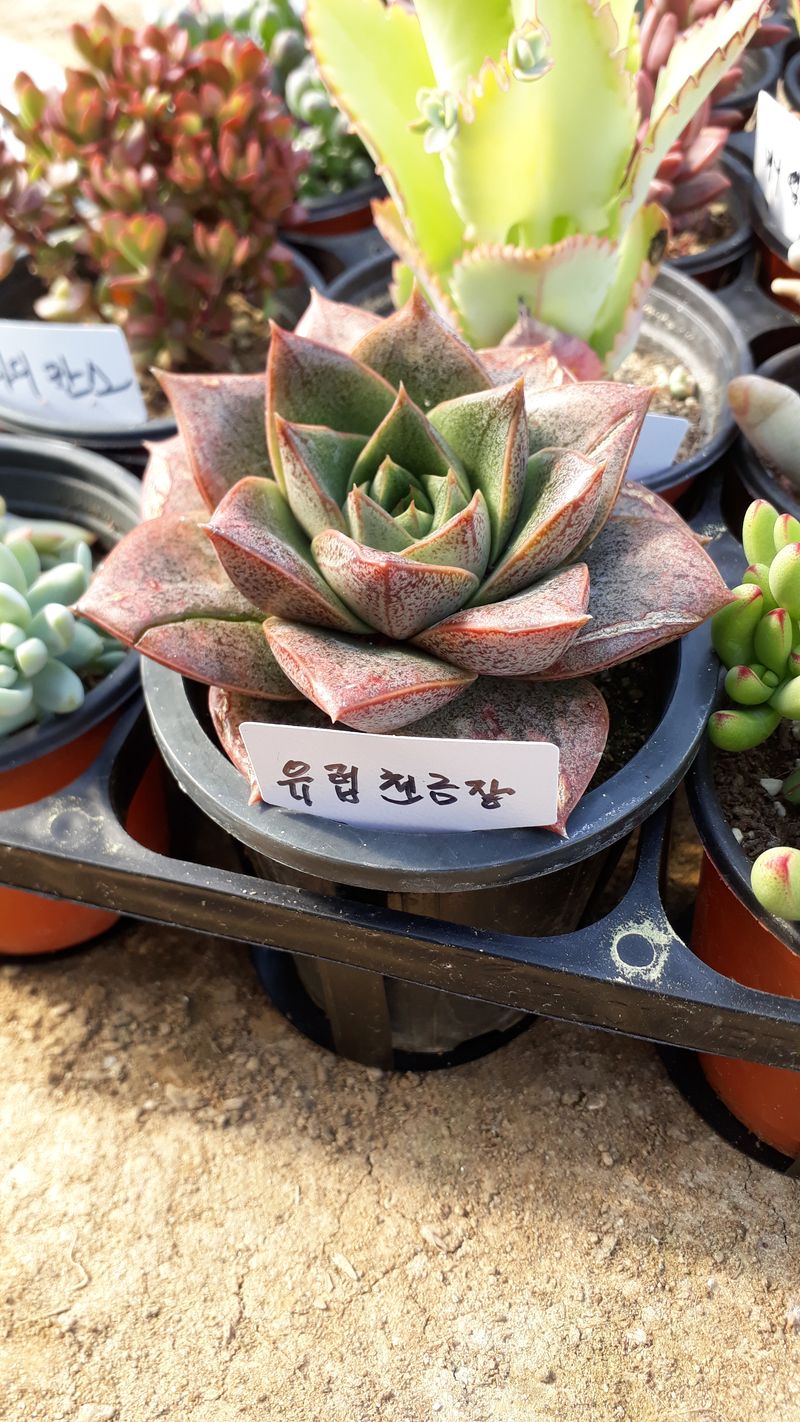 팜모닝회원 김순달 님의 장터 판매 상품 [다육이 500g] 첨부 사진