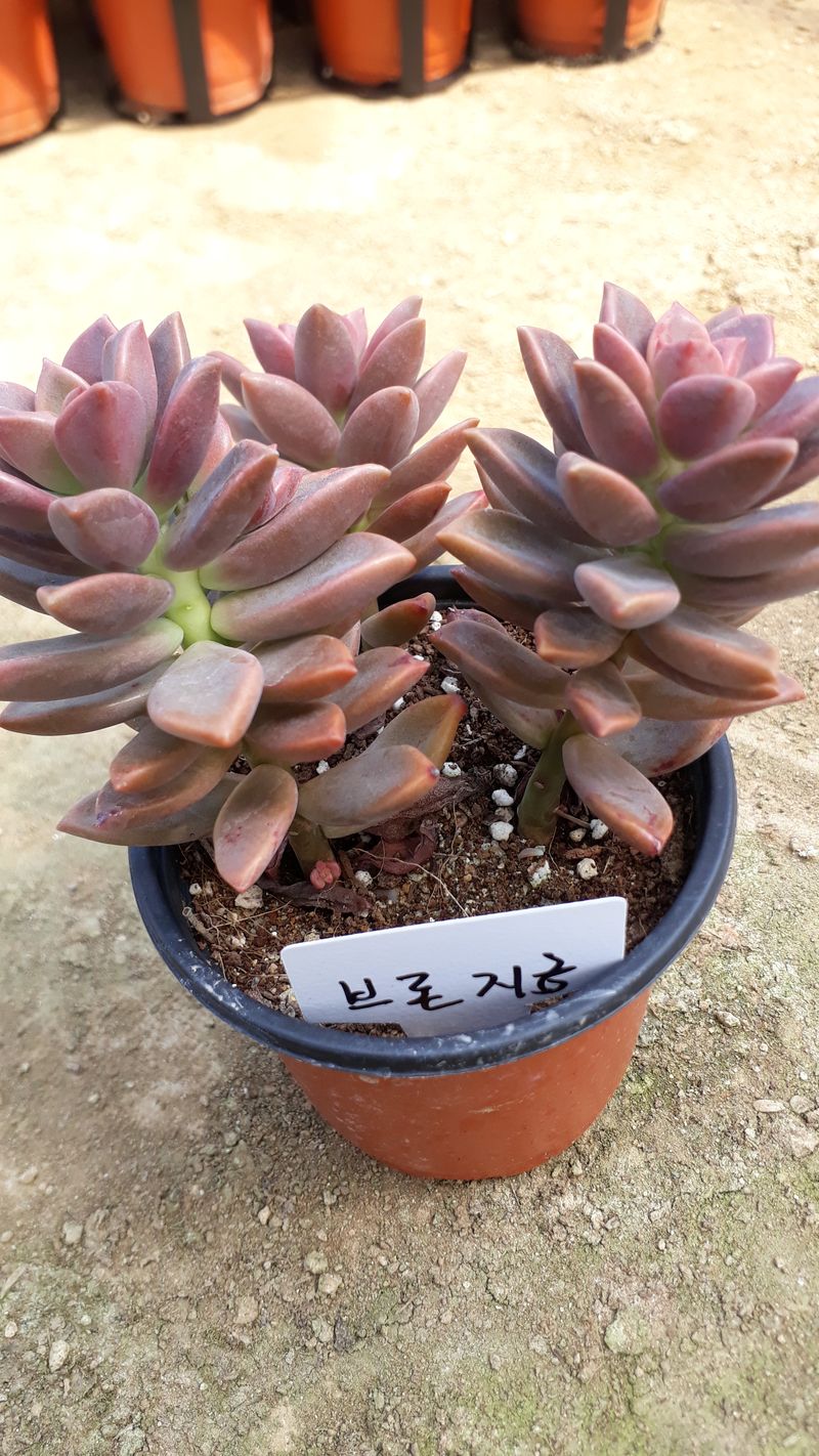 팜모닝회원 김순달 님의 장터 판매 상품 [다육이 500g] 첨부 사진