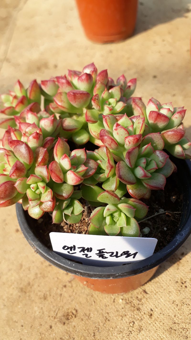 장터 상품 [다육이 500g] 썸네일