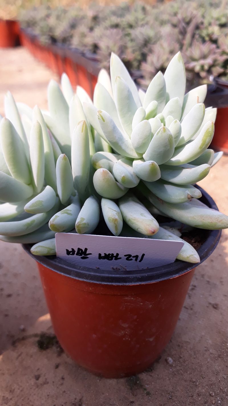 팜모닝회원 김순달 님의 장터 판매 상품 [다육이 500g] 첨부 사진