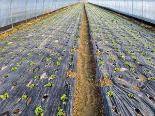 진주 김증수님의 기타작물 · 병해충상담 작성글 사진