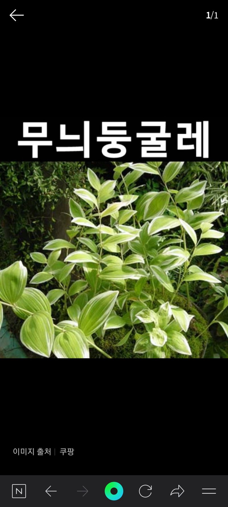 장터 상품 [무늬둥굴레 (20촉이상)] 썸네일