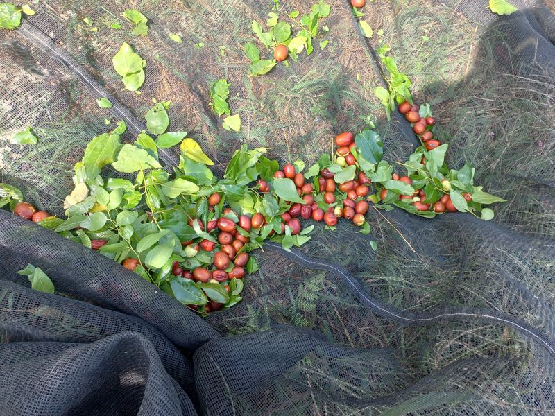 이은숙 님의 장터 판매 상품 [경산대추 건대추 1키로] 첨부 사진