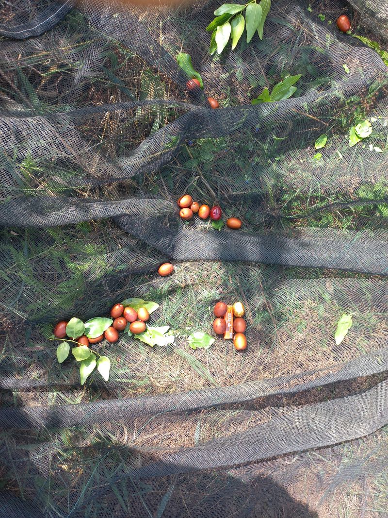 이은숙 님의 장터 판매 상품 [경산대추 건대추 1키로] 첨부 사진