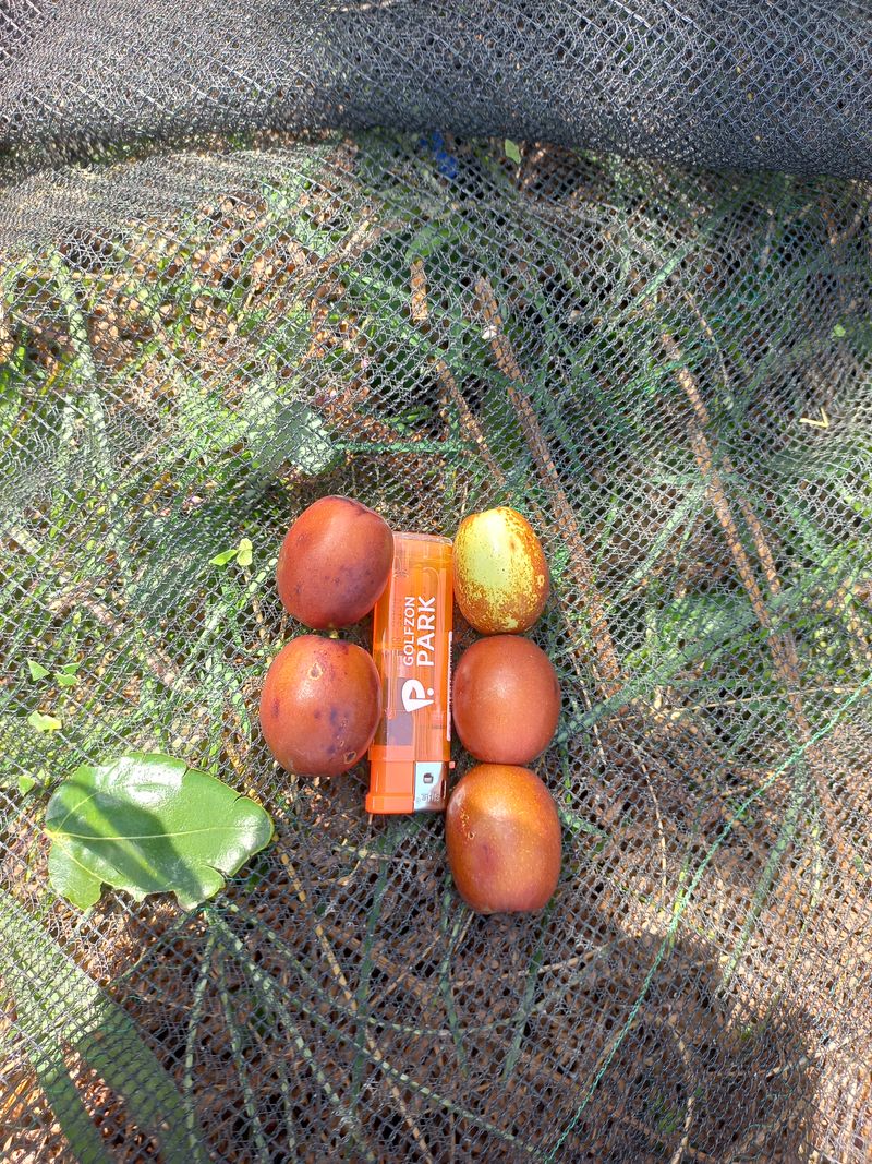 이은숙 님의 장터 판매 상품 [경산대추 건대추 1키로] 첨부 사진