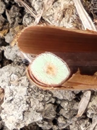 여우내 이순홍님의 포도 · 병해충상담 작성글 사진