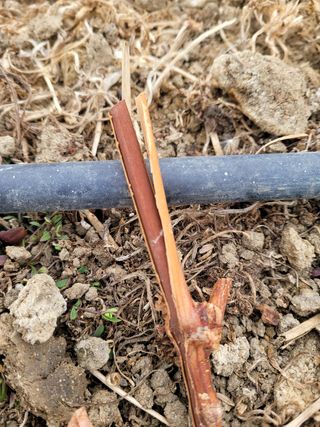 여우내 이순홍님의 포도 · 병해충상담 작성글 사진