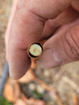 여우내 이순홍님의 포도 · 병해충상담 작성글 사진