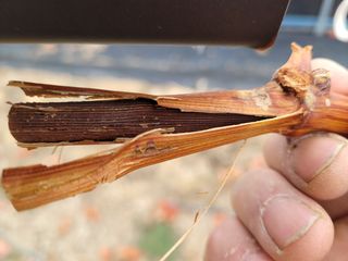 여우내 이순홍님의 포도 · 병해충상담 작성글 사진