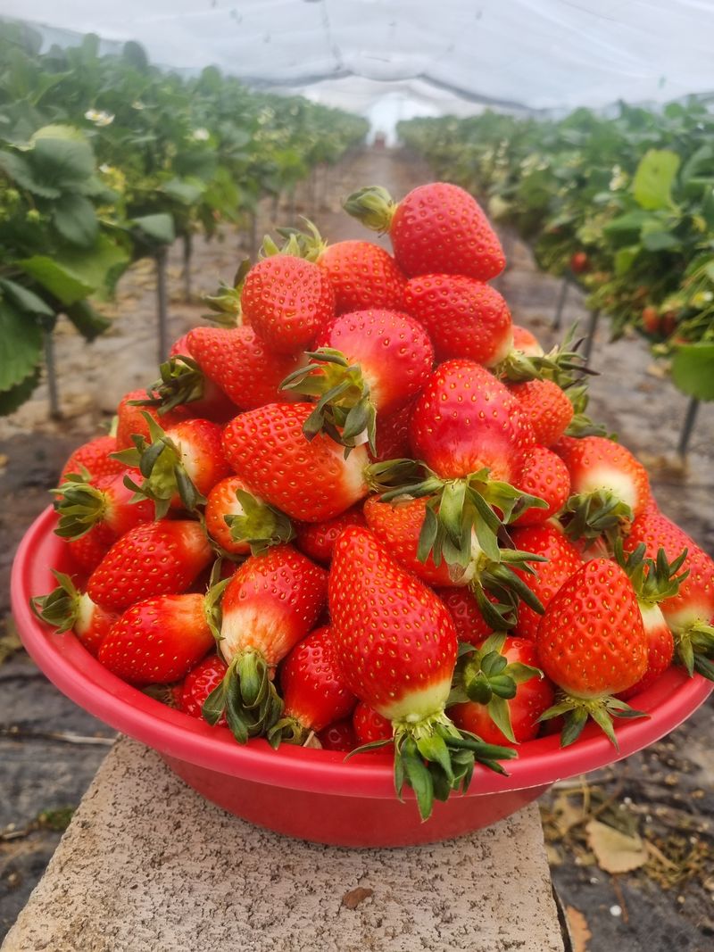 강길구님의 장터 판매 상품 [딸기 2kg] 첨부 사진