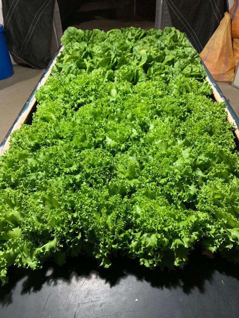 오대경님의 장터 판매 상품 [유럽샐러드상추] 첨부 사진