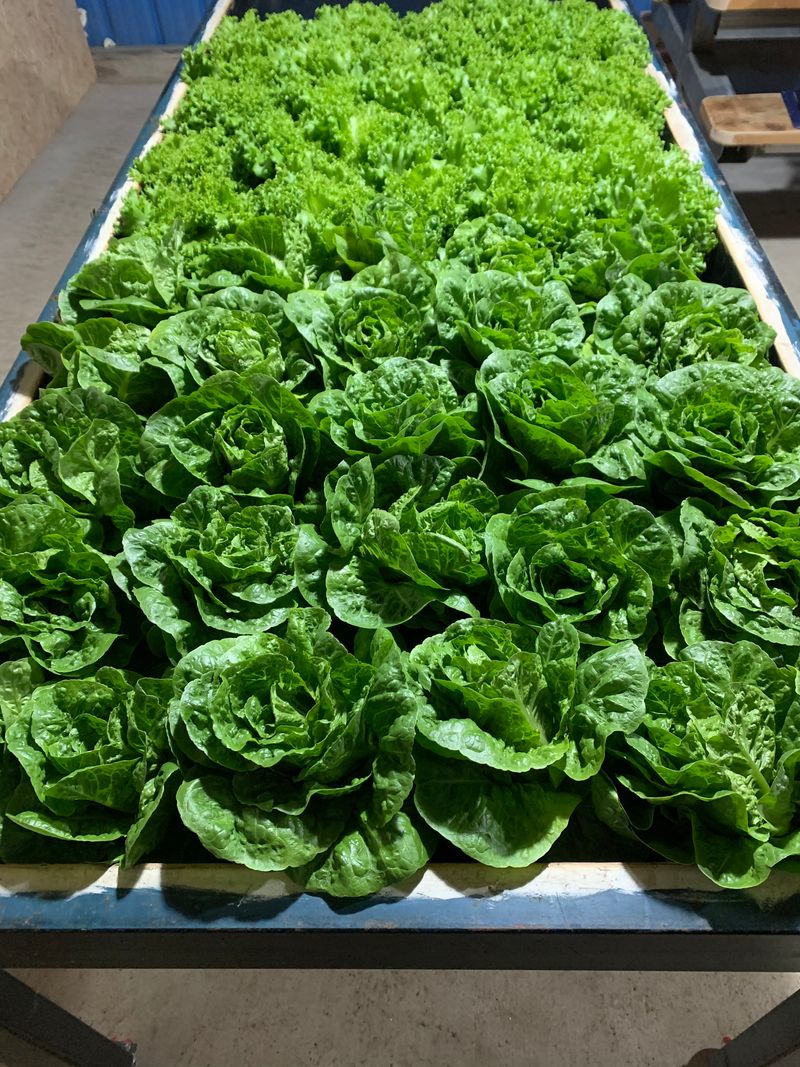 장터 상품 [유럽샐러드상추] 썸네일