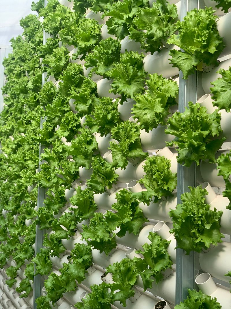 오대경님의 장터 판매 상품 [유럽샐러드상추] 첨부 사진