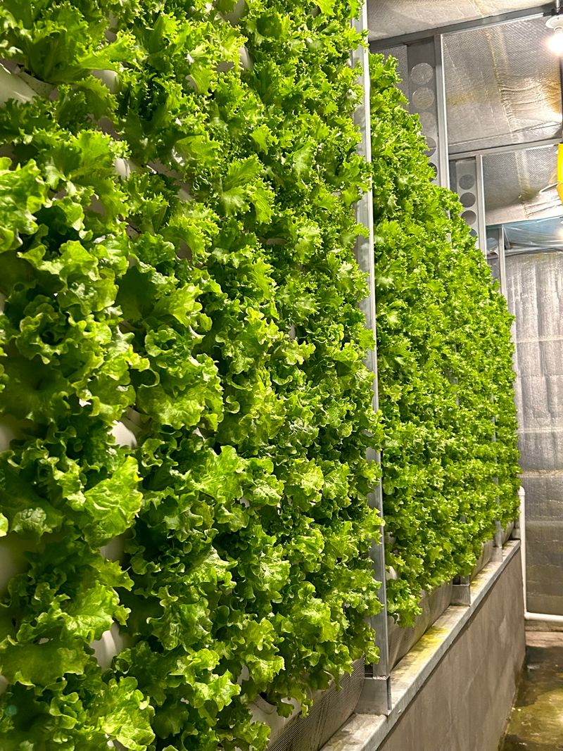 오대경님의 장터 판매 상품 [유럽샐러드상추] 첨부 사진