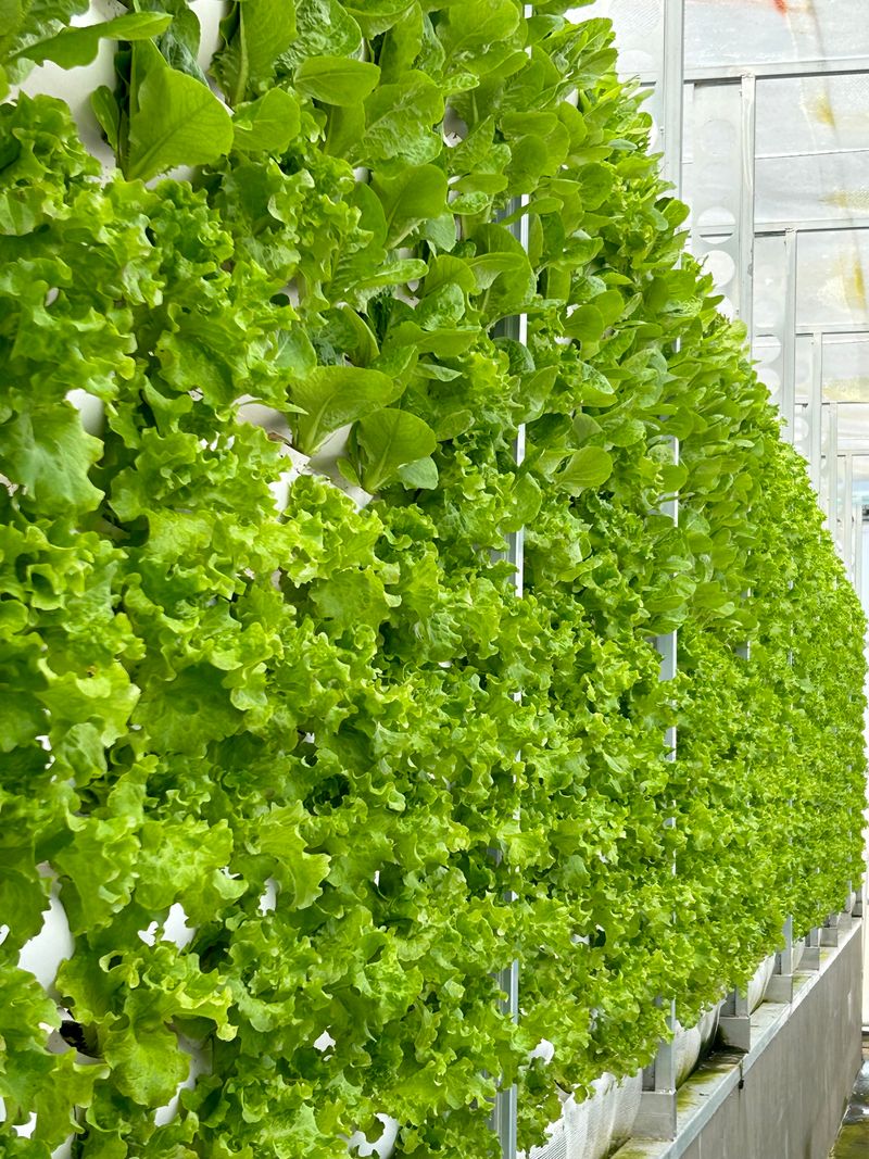 오대경님의 장터 판매 상품 [유럽샐러드상추] 첨부 사진