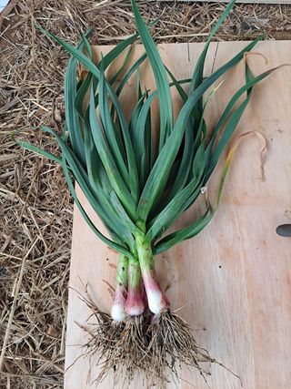 시골을사랑하는경희님의 마늘 · 수확 작성글 사진