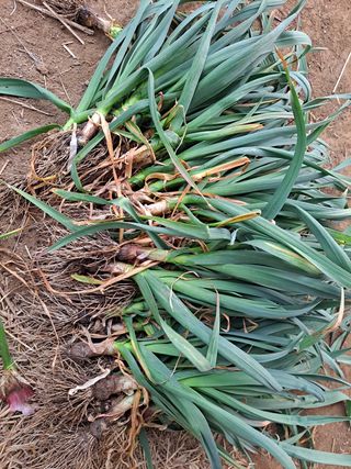 시골을사랑하는경희님의 마늘 · 수확 작성글 사진