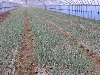 시골을사랑하는경희님의 마늘 · 수확 작성글 사진