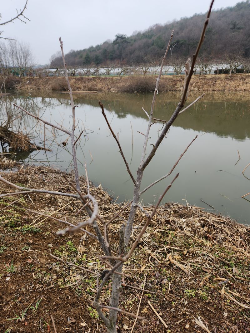 장터 상품 [태추단감 묘목] 썸네일