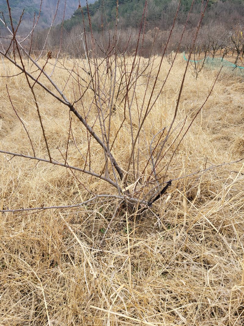장터 상품 [푸론자두 변비최고 나무기종병 캐가는조건 당 5000원 판매합니다] 썸네일