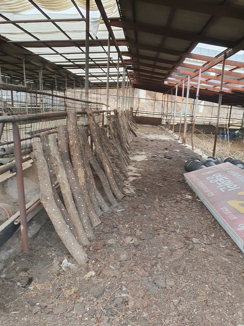 장터 상품 [표고목 2년째 ] 썸네일