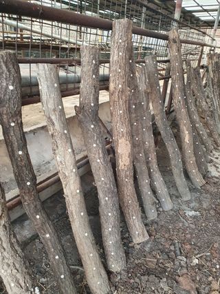 상주백수농원 님의 작성글 사진