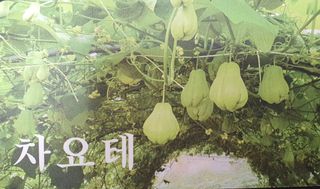 상주잡초농부 님의 기타작물 · 자유게시판 작성글 사진