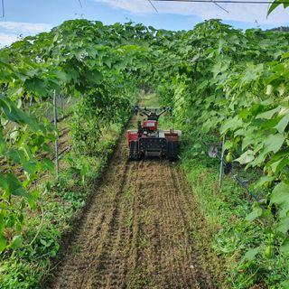 상주잡초농부 님의 기타작물 · 자유게시판 작성글 사진