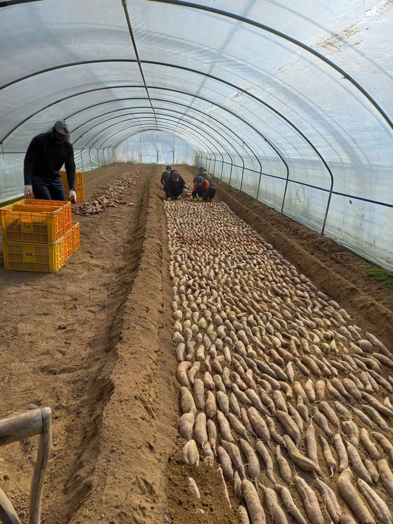 윤희순님의 장터 판매 상품 [여주 꿀고구마  10키로] 첨부 사진