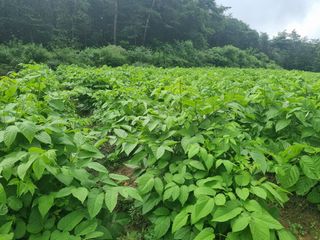 이호성님의 두릅 · 품종•종자 작성글 사진