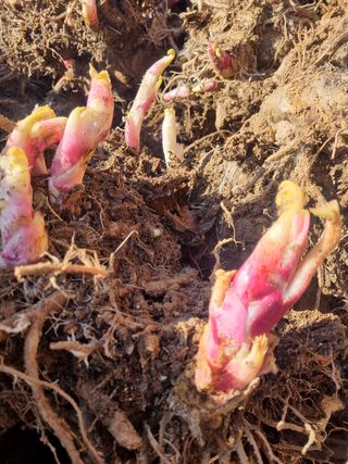 이호성님의 두릅 · 품종•종자 작성글 사진