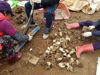 이호성님의 두릅 · 품종•종자 작성글 사진